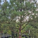 Pinus sylvestris - Foto 5