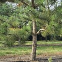 Pinus nigra 'Nigra' - Foto 4