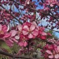 Malus toringo - 1