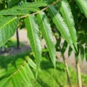 Rhus typhina - Foto 5