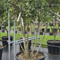 Quercus ilex - 2