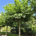 Platanus x hispanica - 5