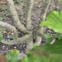 Parrotia persica - 6