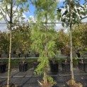 Taxodium distichum 'Shawnee Brave' - Foto 2