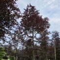 Fagus sylvatica 'Atropunicea' - 2