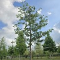 Prunus serrulata 'Shirotae' - 2