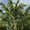 Taxus baccata dovastoniana 'Aurea Pendula' - 2