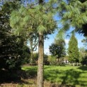 Pinus wallichiana - 9