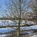 Carpinus betulus - 2