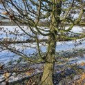 Carpinus betulus - 1