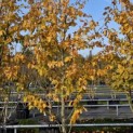 Parrotia persica 'Vanessa' - 4