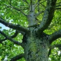 Tilia platyphyllos - Foto 4