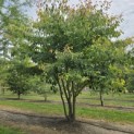 Cornus controversa - 2