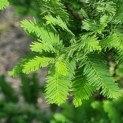 Taxodium distichum 'Peve Minaret' - Foto 2