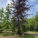 Fagus sylvatica 'Atropunicea' - mei 2026