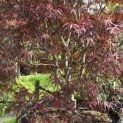 Acer palmatum 'Atrolineare' - 10