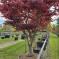 Acer palmatum 'Fireglow' - 4