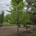 Carpinus betulus 'Frans Fontaine'   (Fastigiata) - 2