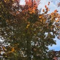 Fagus sylvatica 'Atropunicea' - Foto 1