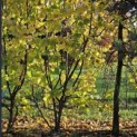 Corylus Avellana 'Aurea' - 4