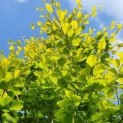 #141 Fagus sylvatica 'Zlatia' Buche