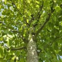 Tilia x europaea 'Pallida' - Foto 3