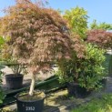 Acer palmatum 'Garnet' - Foto 4