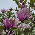Magnolia 'Betty' - Foto 3