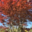 Acer palmatum 'Bloodgood' - Foto 1