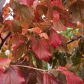Parrotia persica - Foto 6