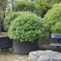 Osmanthus x Burkwoodii - Foto 2