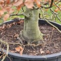 Fagus sylvatica - 2