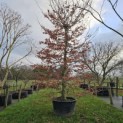 Fagus sylvatica - 4