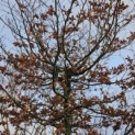 Fagus sylvatica - 3