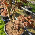 Acer palmatum 'Trompenburg' - 4