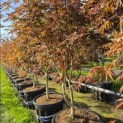 Acer palmatum 'Trompenburg' - 3