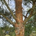 Pinus sylvestris 'Glauca' - 1