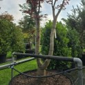 Acer palmatum 'Fireglow' - 5