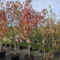 Liquidambar styraciflua 'Worplesdon' - 4