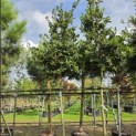 Ilex Nellie Stevens - Foto 7