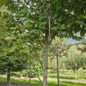 Amelanchier arborea 'Robin Hill' - 5