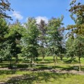 Liquidambar Styraciflua - Foto 2