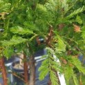 Sequoia sempervirens 'Illa Martin' - 1