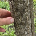 Ginkgo biloba - Foto 1