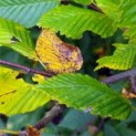 Carpinus betulus impressie bladverkleuring