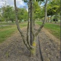 Carpinus Betulus - Foto 2