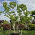 Heptacodium miconioides - Foto 3