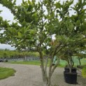 Magnolia 'Susan' - 2