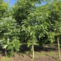 Juglans regia 'Coenen'' - 3