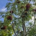 Sorbus 'Dodong' - 3